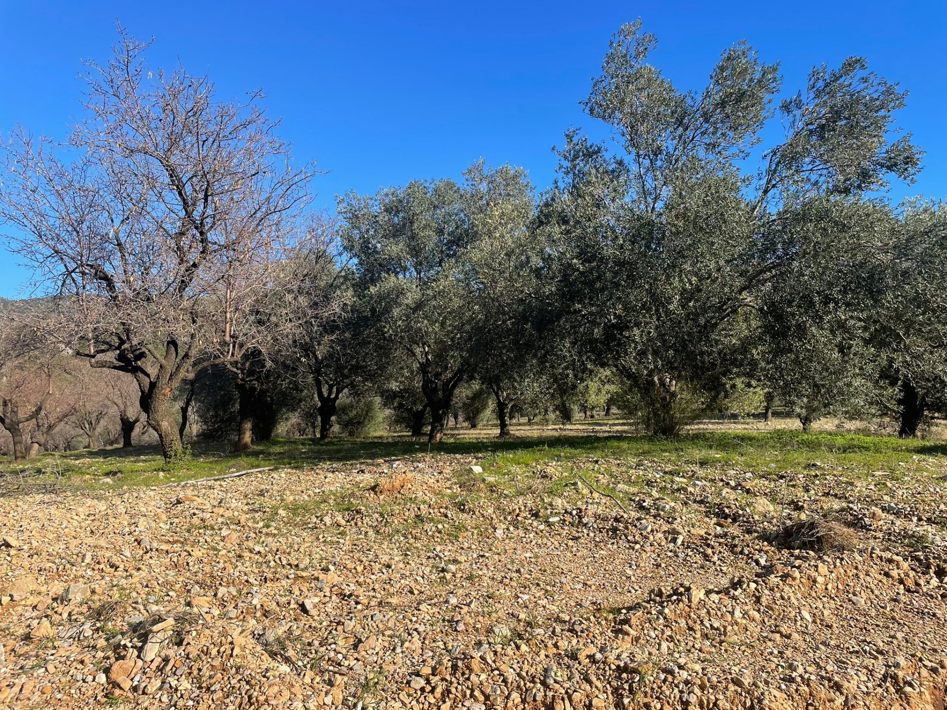 MÜKEMMEL LOKASYON ÇİFTLİK ARSASI